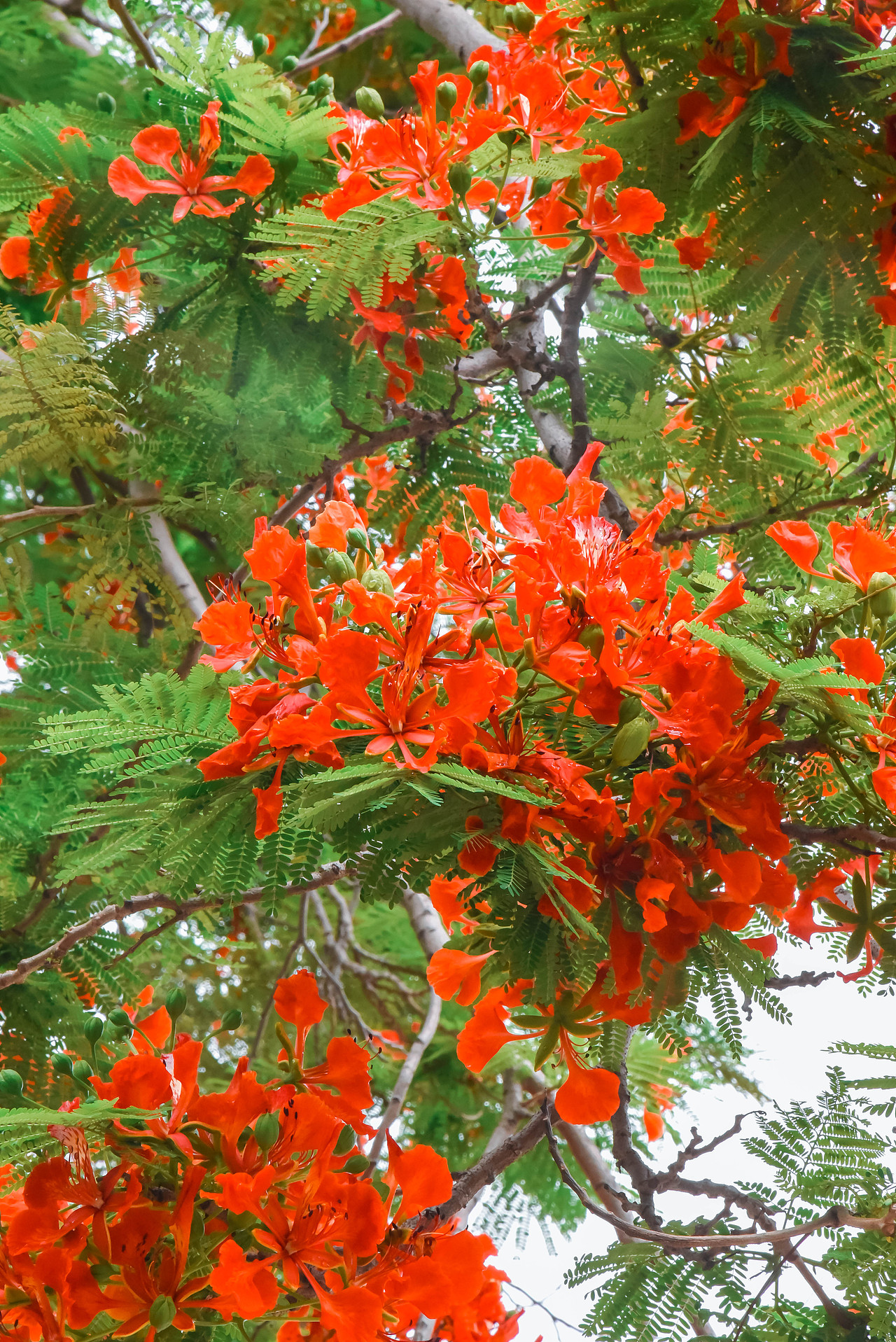 凤凰花,花开两季,一季缘起,一起缘灭!