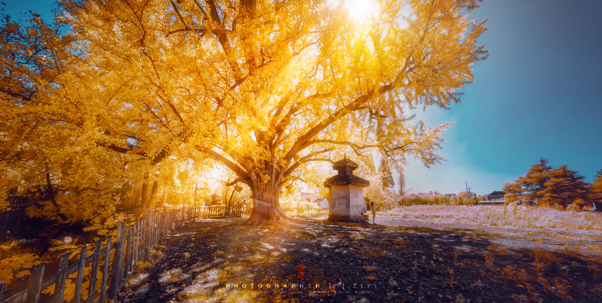 美丽银杏树|摄影|风光摄影|baodong - 原创作品 - 站酷 (ZCOOL)