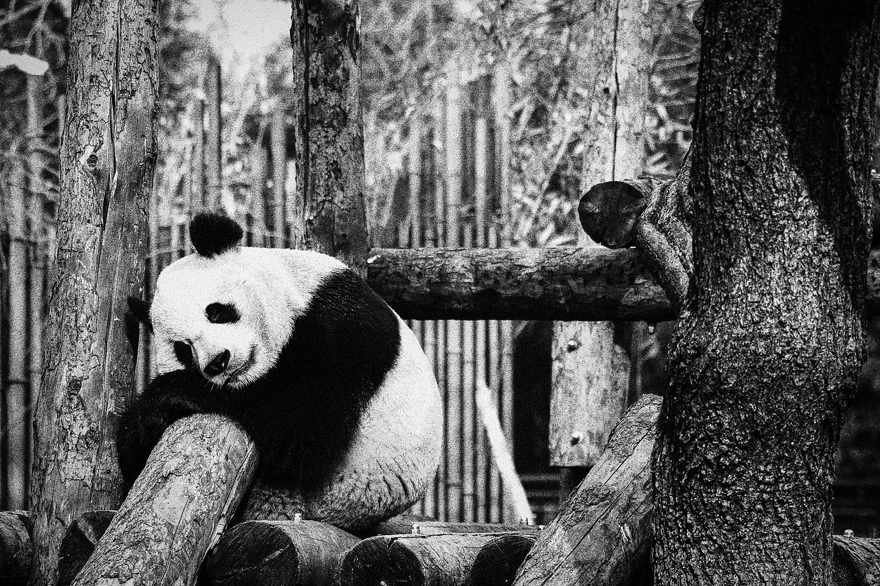 《北京动物园》略伤感（图ZMTA1MzM2NTA0） - 宠物摄影 - 站酷设计师不是扶桑原创素材 - 站酷ZCOOL