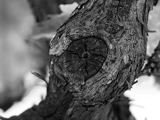 《苦》（个人主页-ZMzQzMTU5NTI=） - 产品摄影 - 站酷设计师Y_CHLOE原创素材 - 站酷ZCOOL