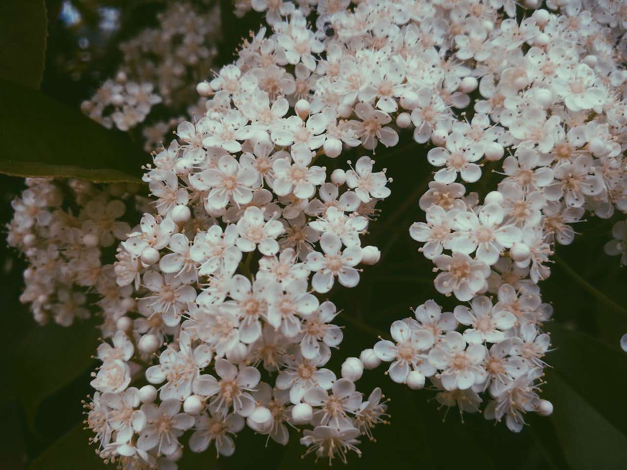 风景 静物 [手机摄影]
