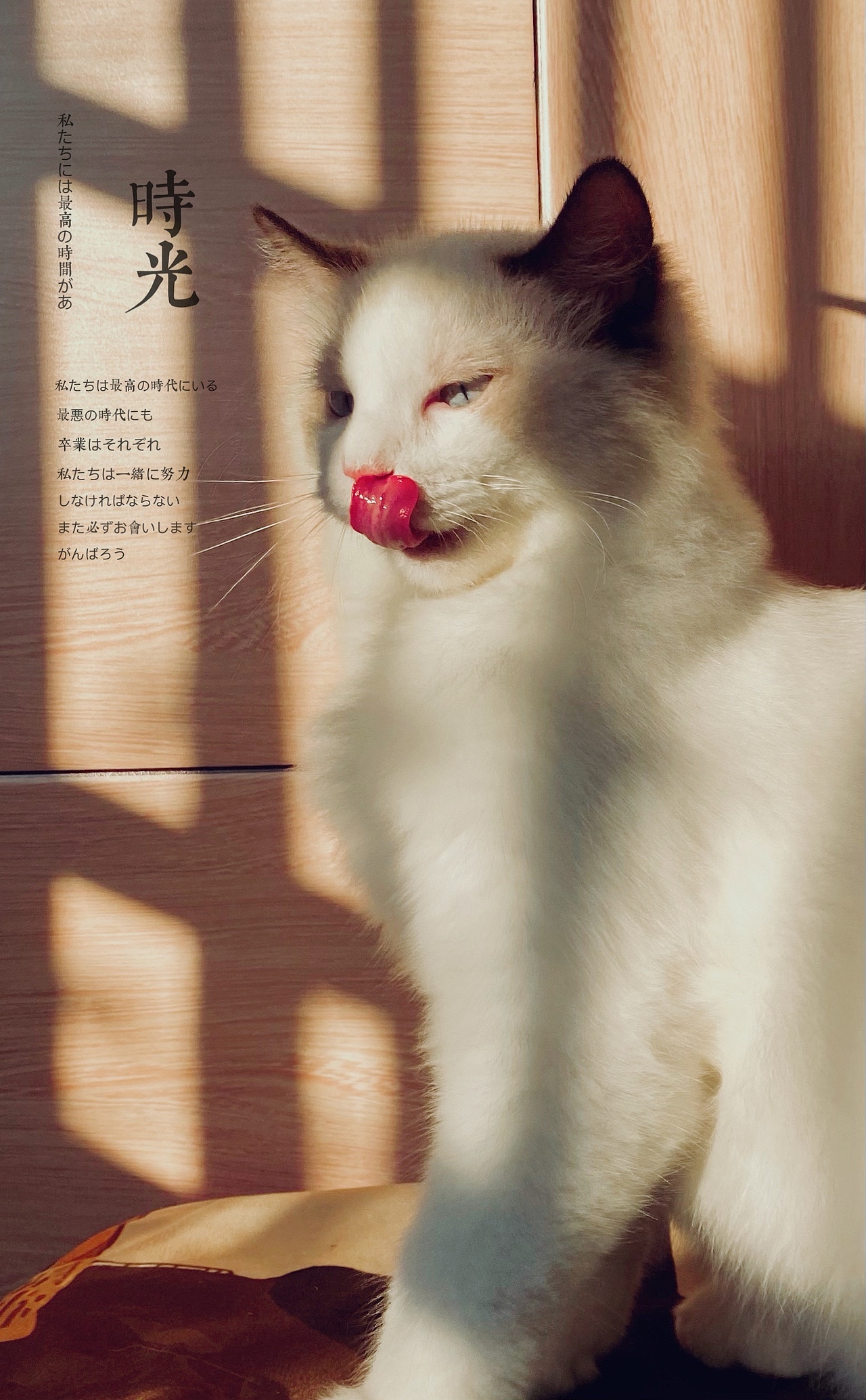 陽光??下的洞洞寫真照（圖ZMjY0MjU1NTIw） - 寵物攝影 - 站酷設(shè)計師小讓讓原創(chuàng)素材 - 站酷ZCOOL