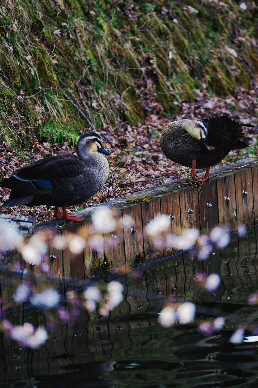 人間四月天|鴨子秀恩愛
