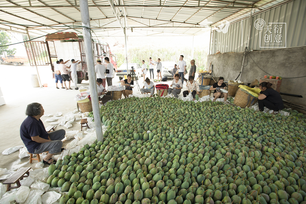 攀枝花的芒果熟了（图ZMTIzNTkxMjMy） - 产品摄影 - 站酷设计师天衍创意原创素材 - 站酷ZCOOL