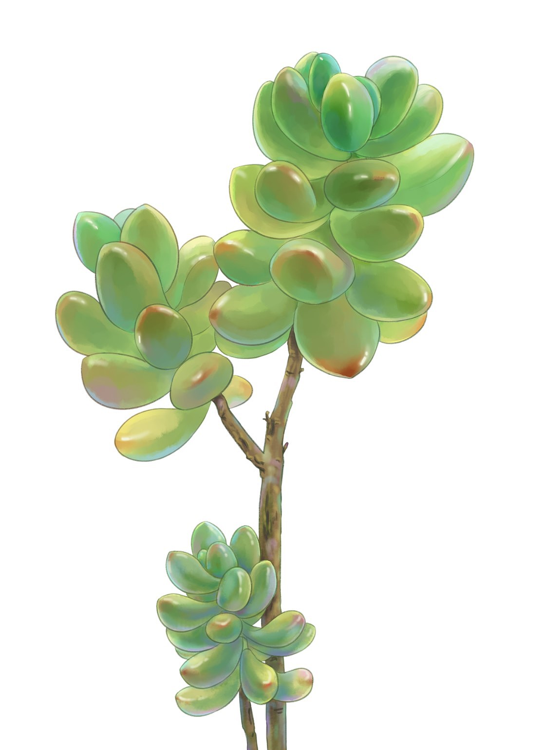 多肉花花丛里的你|插画|绘本|longhyibi_原创作品-站酷zcool