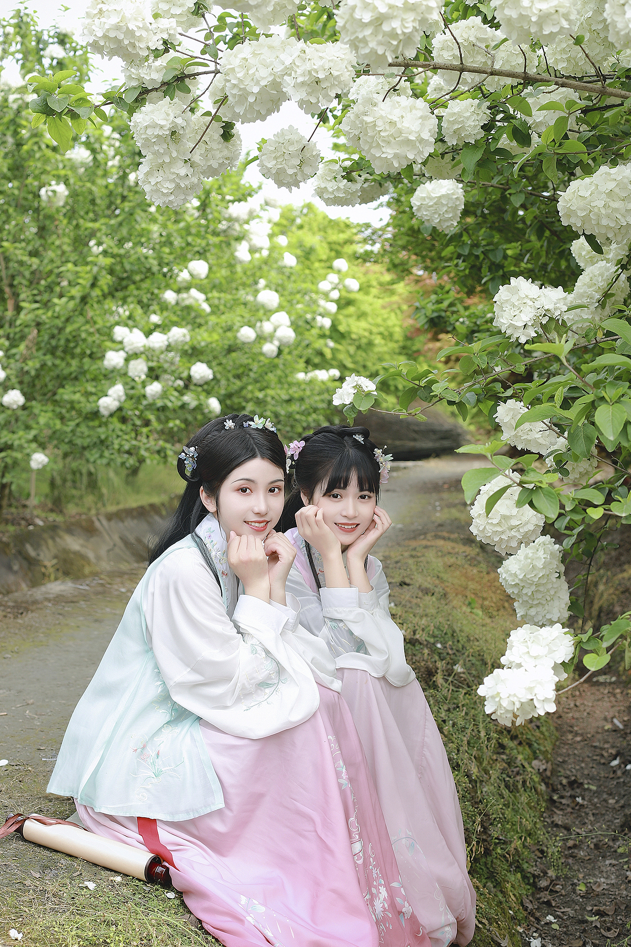 春日花神 木绣球 ｜绣球春晚欲生寒 满树玲珑雪未干 