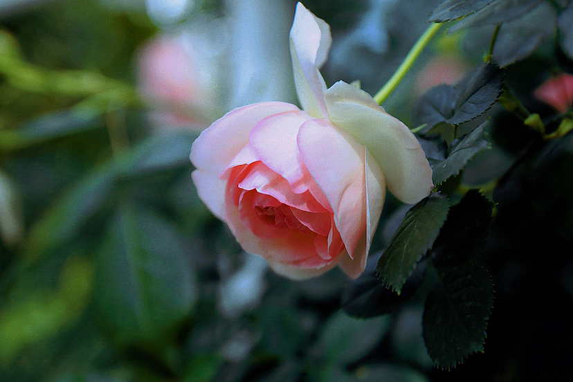 拍花的高级感（图ZMzM5MTc5MDk2） - 风光摄影 - 站酷设计师九弄原创素材 - 站酷ZCOOL