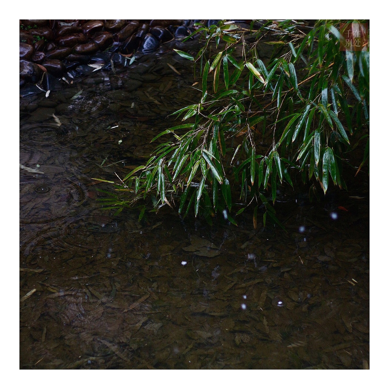 上海,雪似梅花纷纷飞