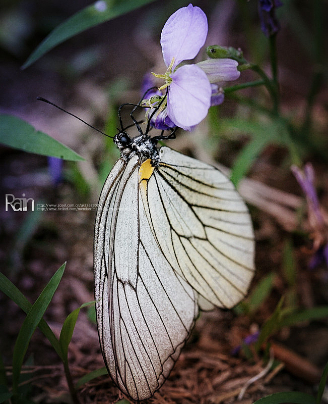 20140531金山岭的昆虫们(图ZMTY2NTYxNzY=) - 其他摄影 - 站酷设计师火锅肥牛面原创素材 - 站酷ZCOOL