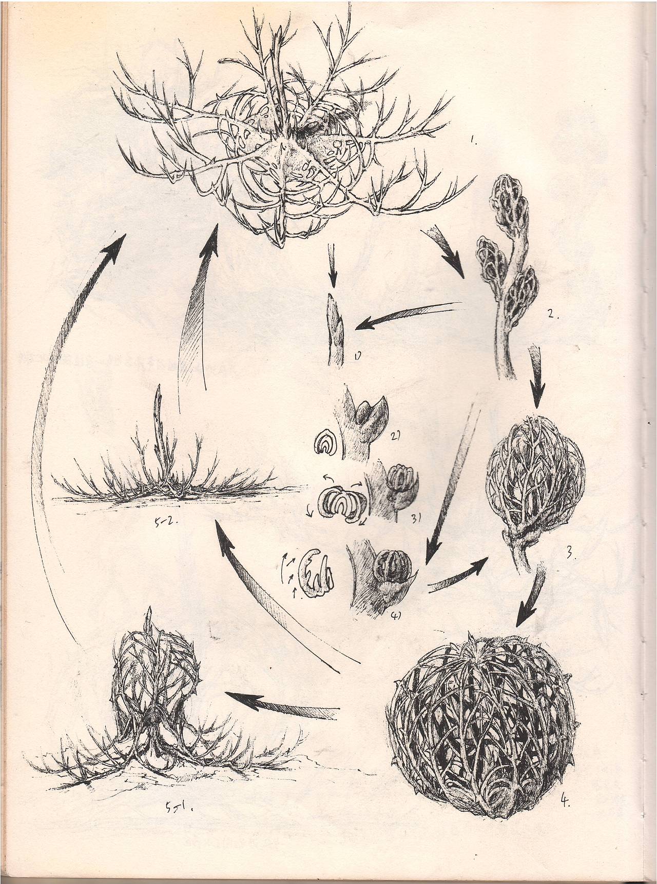 卡桑德拉生物志