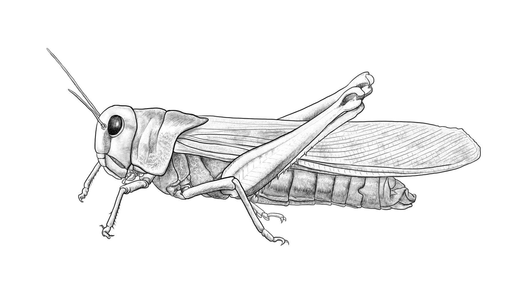 绘制蝗虫体躯的侧面图图片