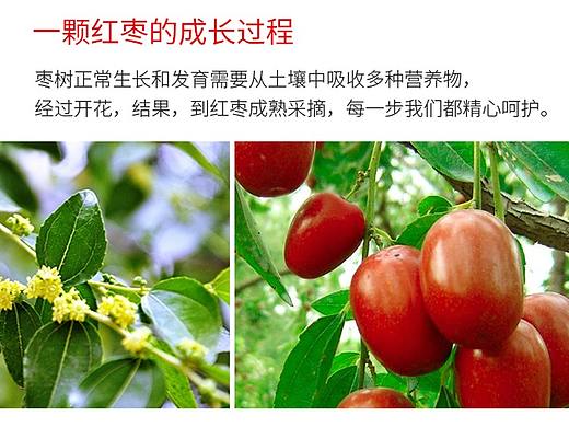 红枣详情页