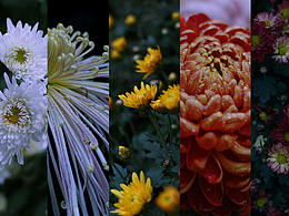 21年秋 成都 人民公园 菊花展