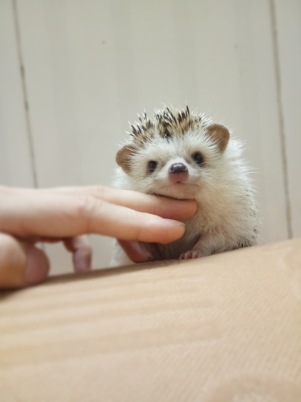 刺猬治愈萌照|摄影|宠物摄影|刘忙忙 - 原创作品 - 站酷 (zcool)