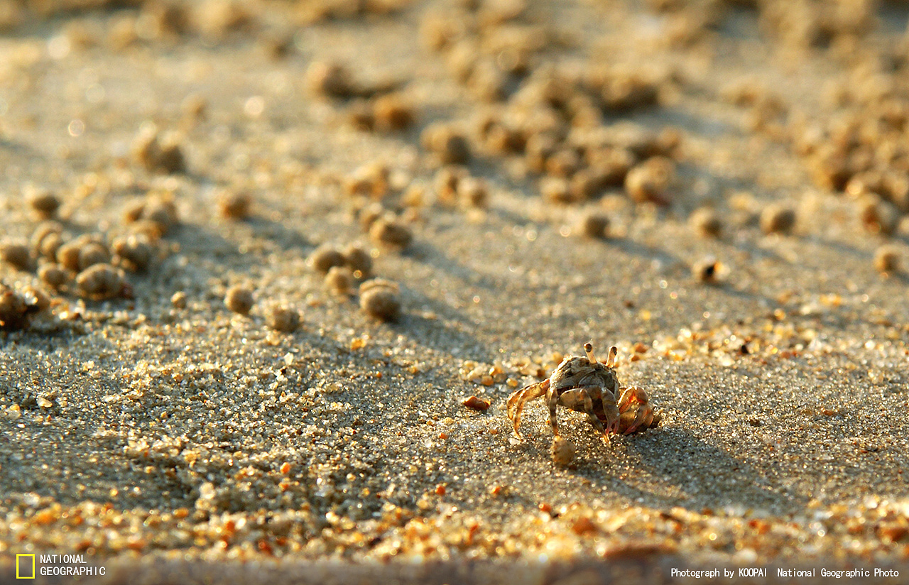 夕阳下的小螃蟹（图ZMjk4MDczMjQ=） - 宠物摄影 - 站酷设计师独钓寒秋原创素材 - 站酷ZCOOL