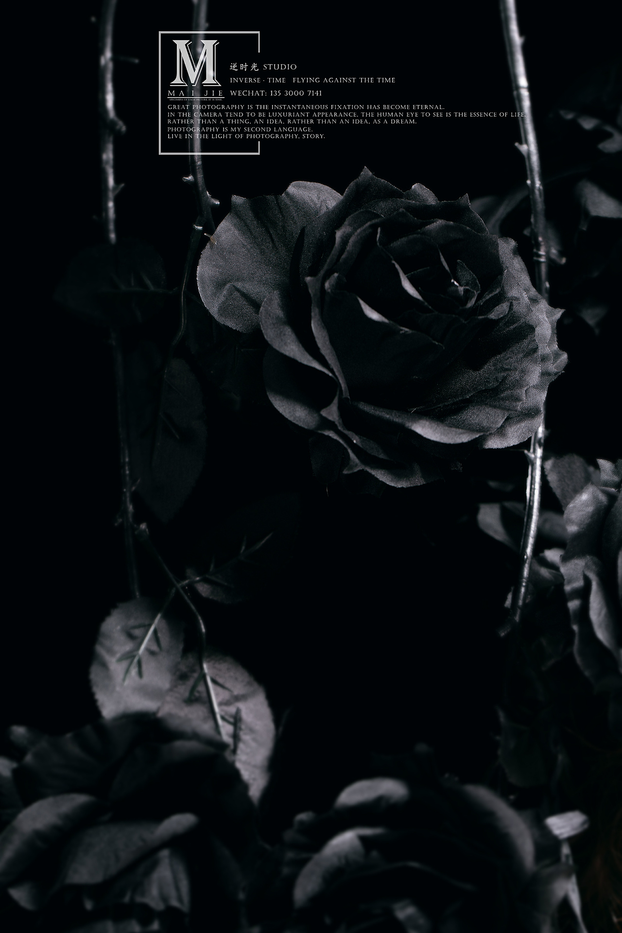 黑玫瑰图片唯美 伤感图片