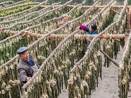  重庆南川：老盐菜  好增收