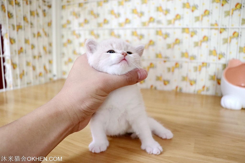 2英短乳白色公二黄