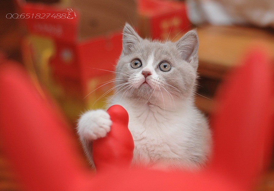 猫（图ZNTAyMzc3Ng==） - 宠物摄影 - 站酷设计师老猫sz原创素材 - 站酷ZCOOL