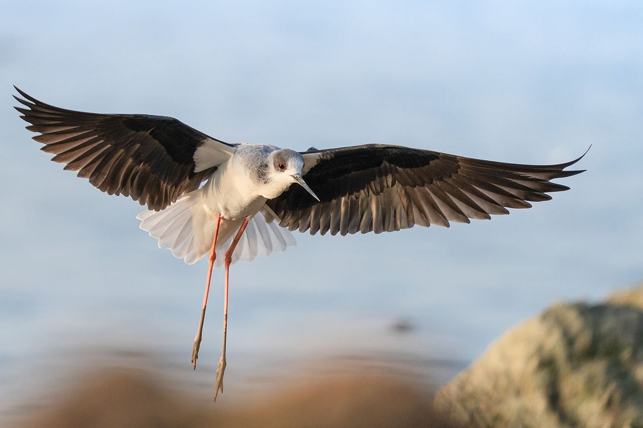 感悟自然·年度观鸟精华
