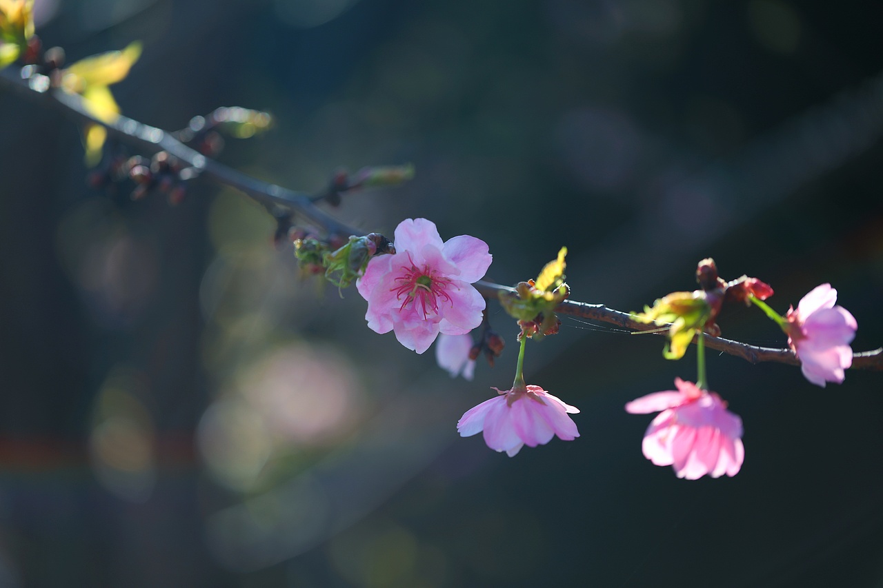 云之南花季（图ZMTA3MjM2NjU2） - 风光摄影 - 站酷设计师源起原创素材 - 站酷ZCOOL