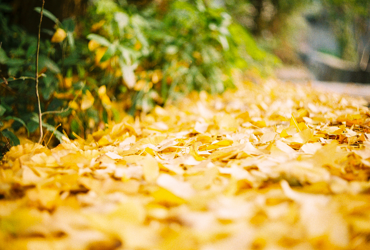 摄胶记~（图ZMTM5MzE5MjA0） - 风光摄影 - 站酷设计师阿尔法Romeo原创素材 - 站酷ZCOOL