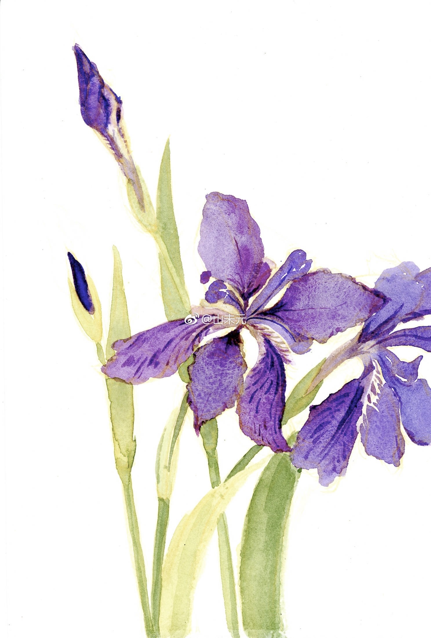 画二三枝鸢尾