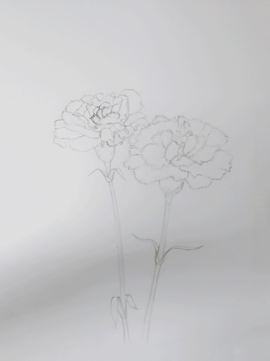 carnation