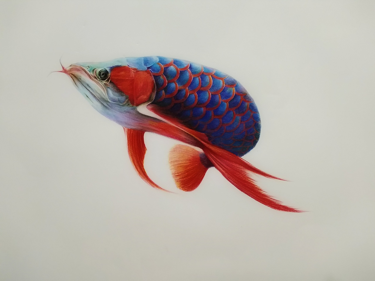 彩铅——《鱼》