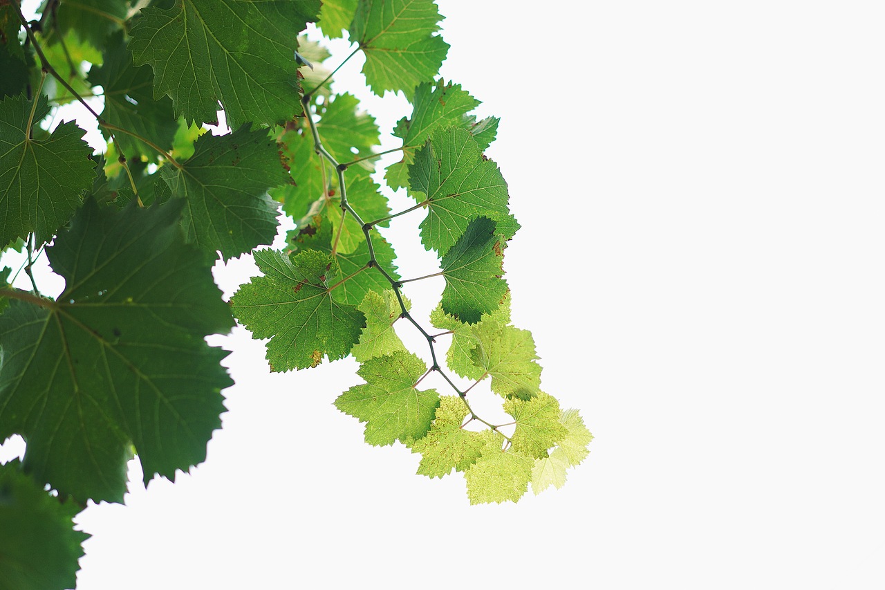 little forest/小森林（图ZMTM4NjcwODcy） - 人像摄影 - 站酷设计师给给Eru原创素材 - 站酷ZCOOL