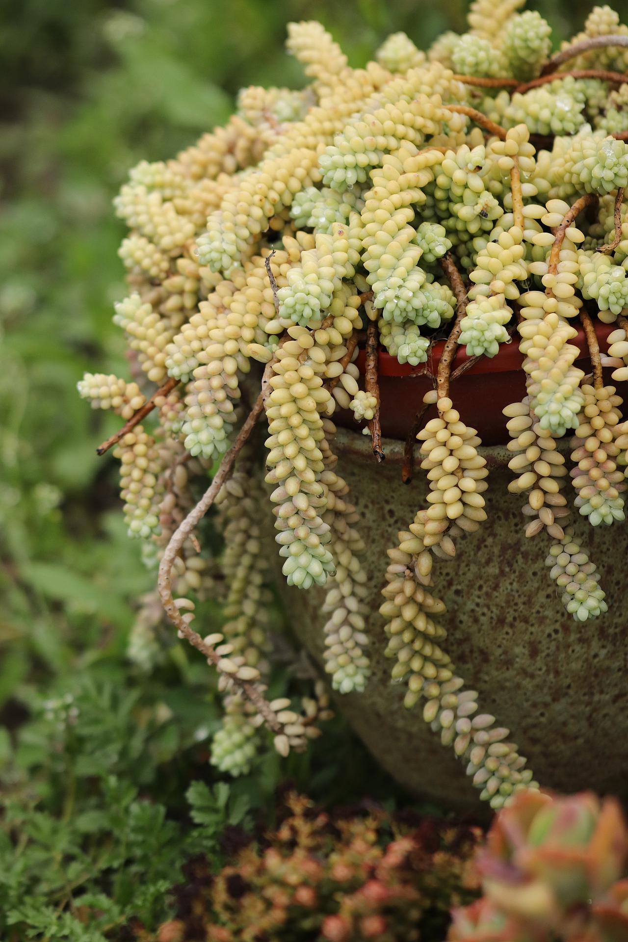 多肉（图ZMjU3MTM2MTA4） - 其他摄影 - 站酷设计师生活可爱原创素材 - 站酷ZCOOL