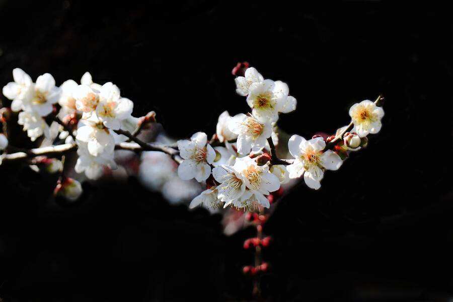 summit820119的個(gè)人主頁(yè)（背景預(yù)覽） - 主頁(yè)背景設(shè)置 - 站酷設(shè)計(jì)師summit820119原創(chuàng)素材 - 站酷ZCOOL