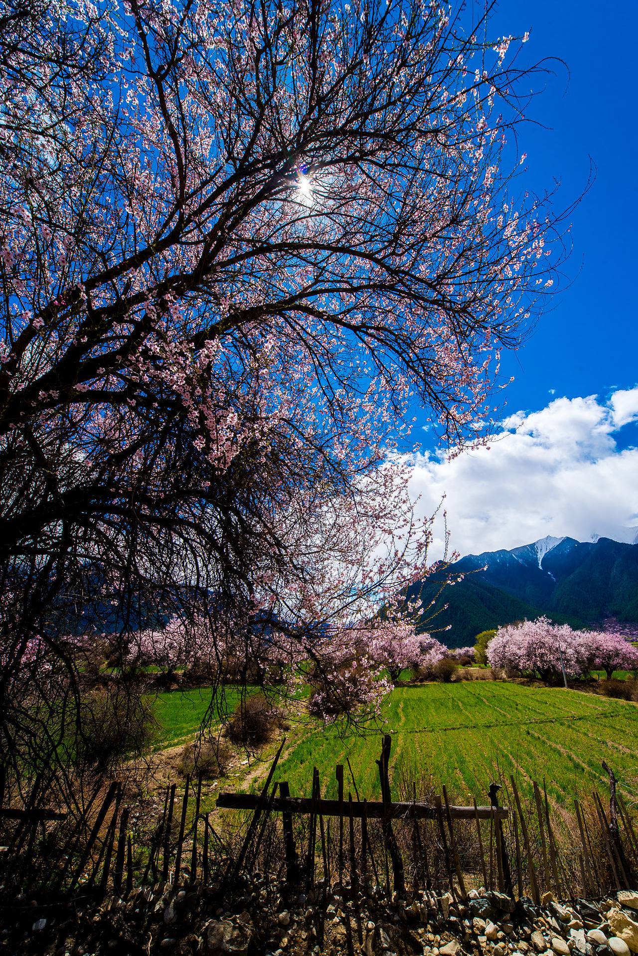 林芝桃花（图ZMTA2MzU0ODI4） - 风光摄影 - 站酷设计师聚格影像原创素材 - 站酷ZCOOL