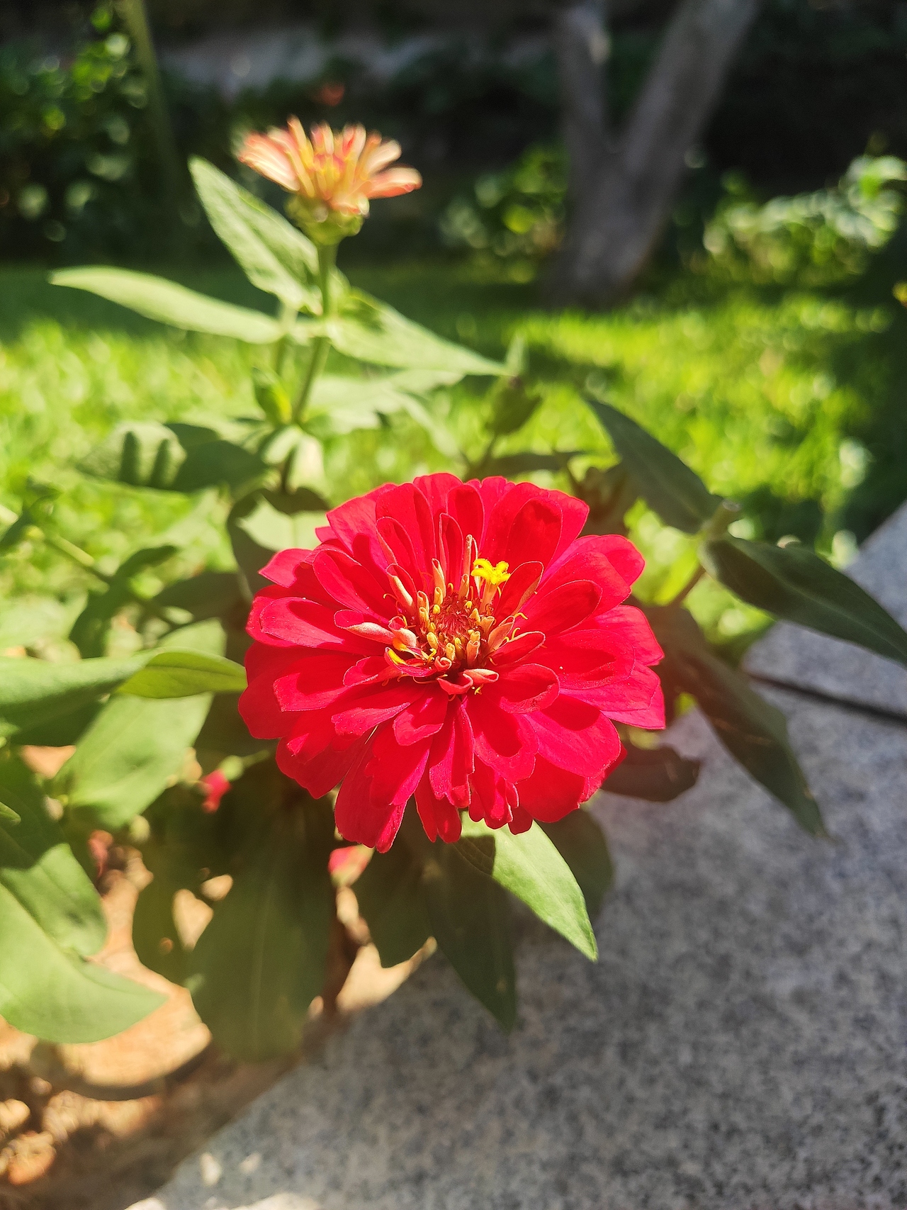 最近 庄头公园手机摄影