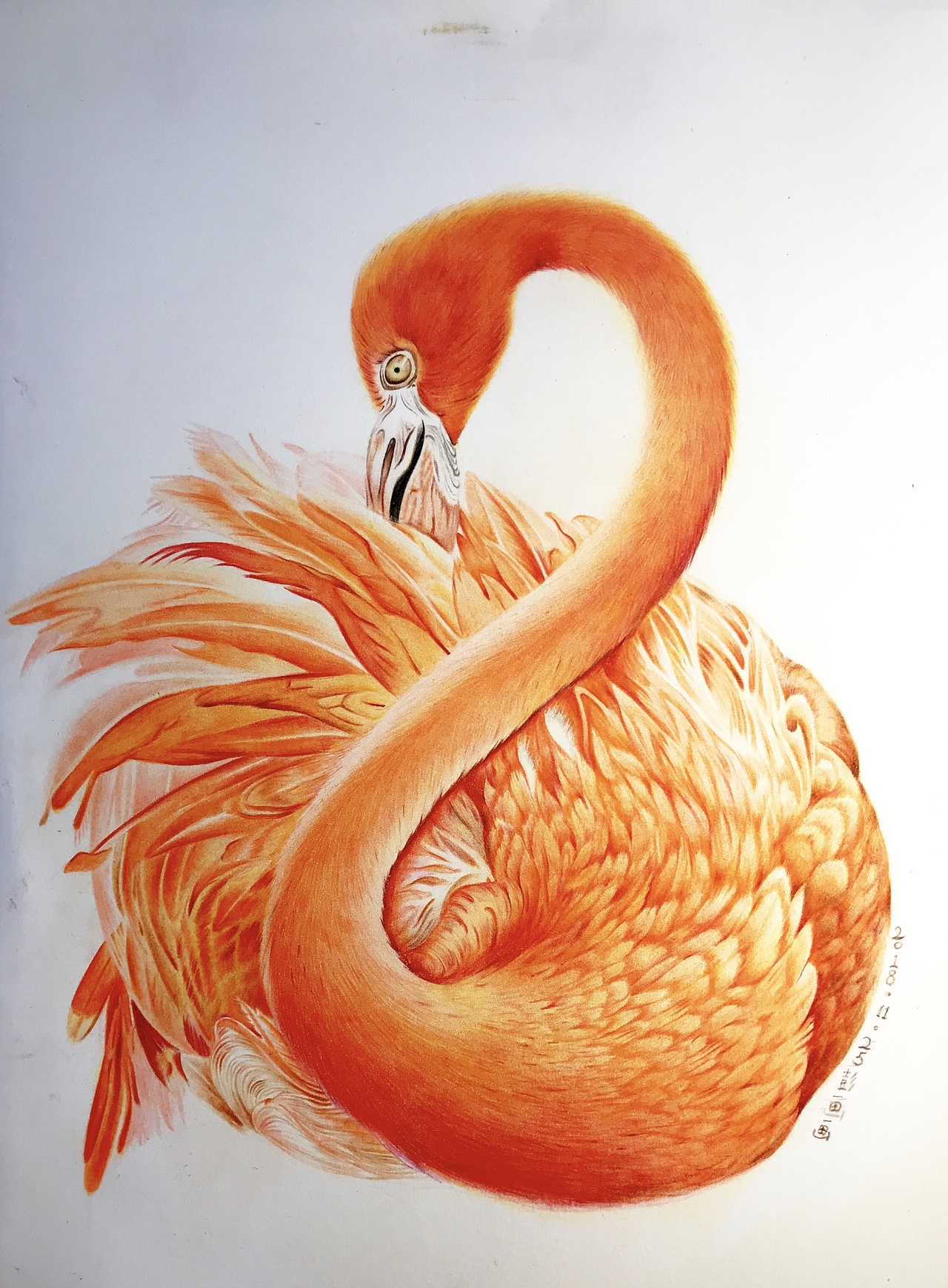 彩铅火烈鸟|纯艺术|绘画|婳画_临摹作品-站酷zcool