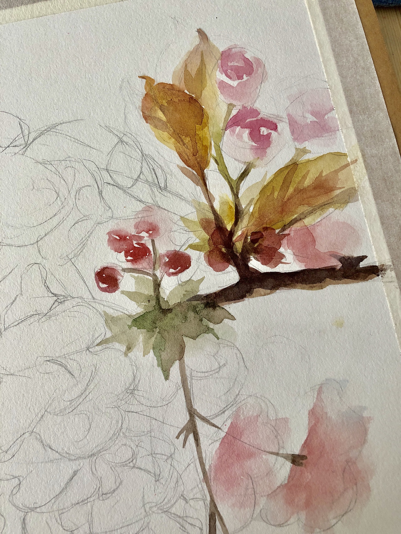 下一个春天去看樱花可好