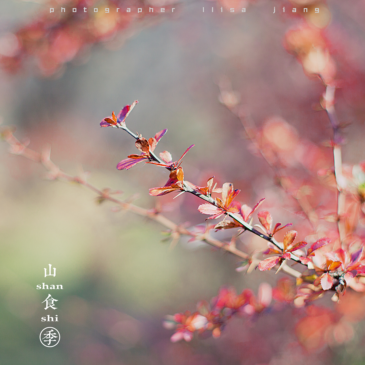 小品四季（图ZMTA4NTgyNDY4） - 产品摄影 - 站酷设计师挲lisa原创素材 - 站酷ZCOOL