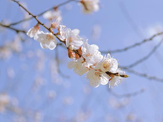 春花