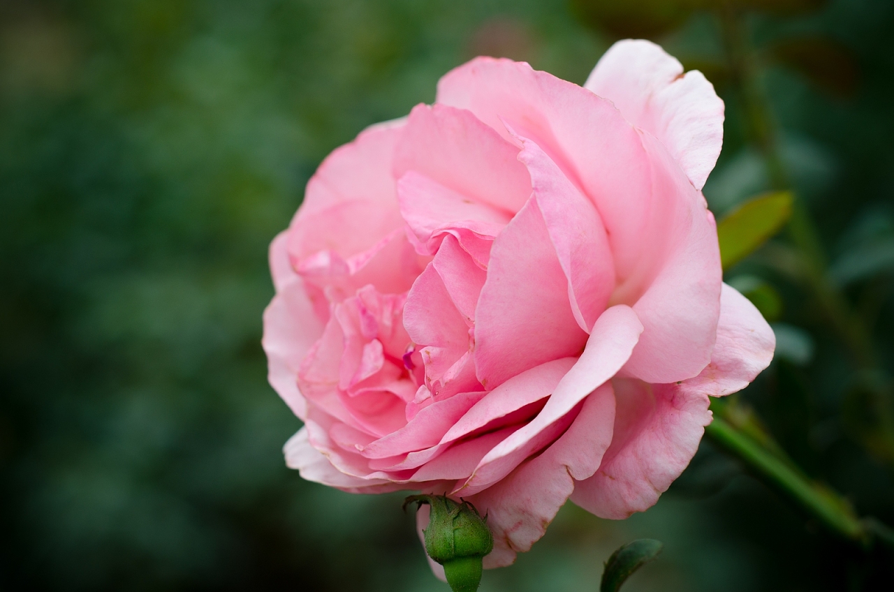 又美又香的切花玫瑰—“粉荔枝”，月季花品种！|玫瑰花|切花玫瑰|月季花_新浪新闻