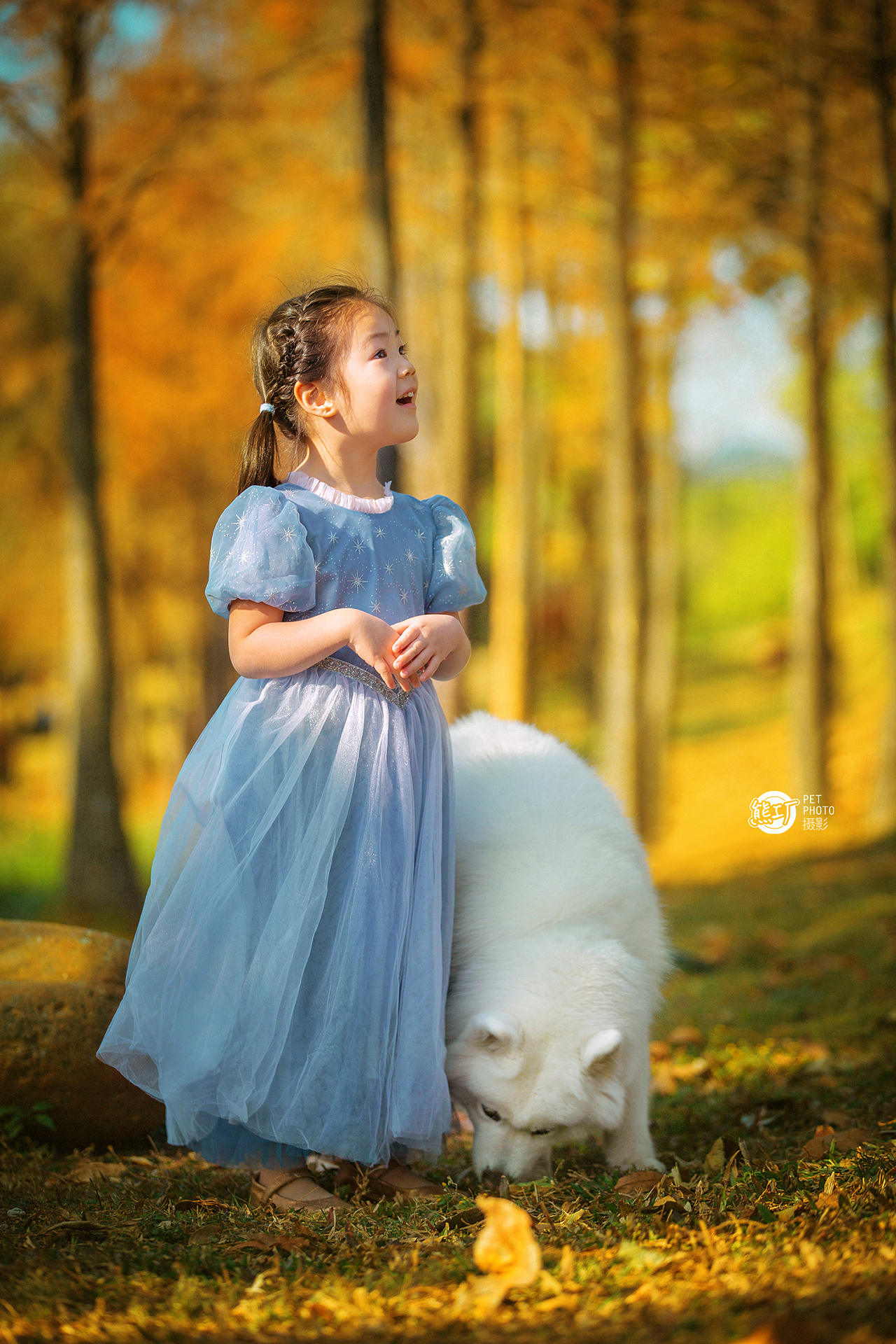 童话故事里的小女孩和她的萨摩耶|摄影|宠物摄影|熊工厂宠物摄影 - 原创作品 - 站酷 (ZCOOL)