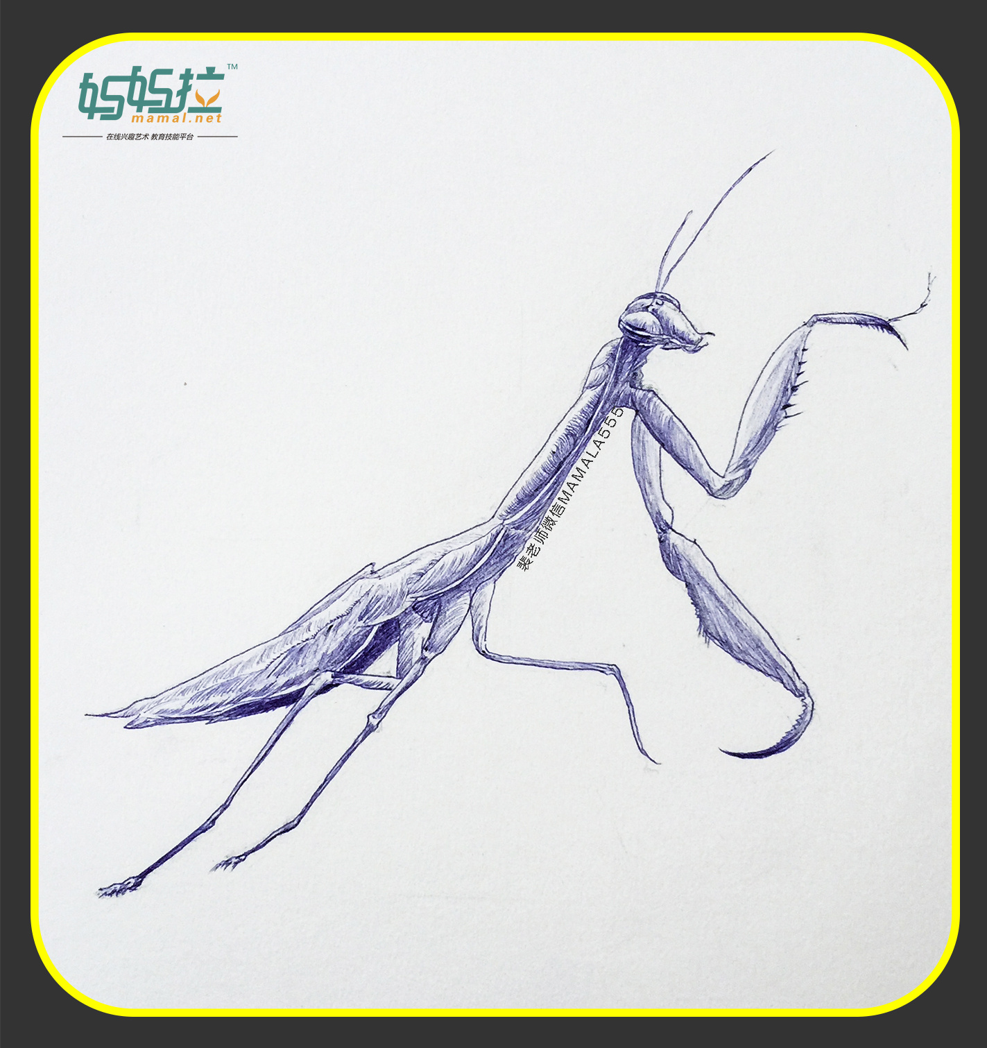 中央美院毕业裴俊飞老师妈妈拉艺术学院速写动物之螳螂