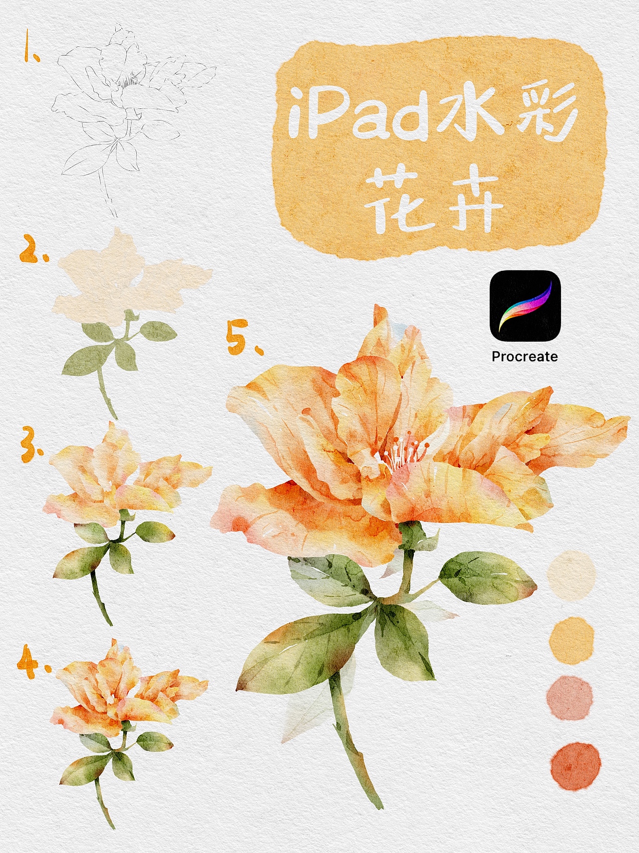iPad水彩作品procreate/花卉