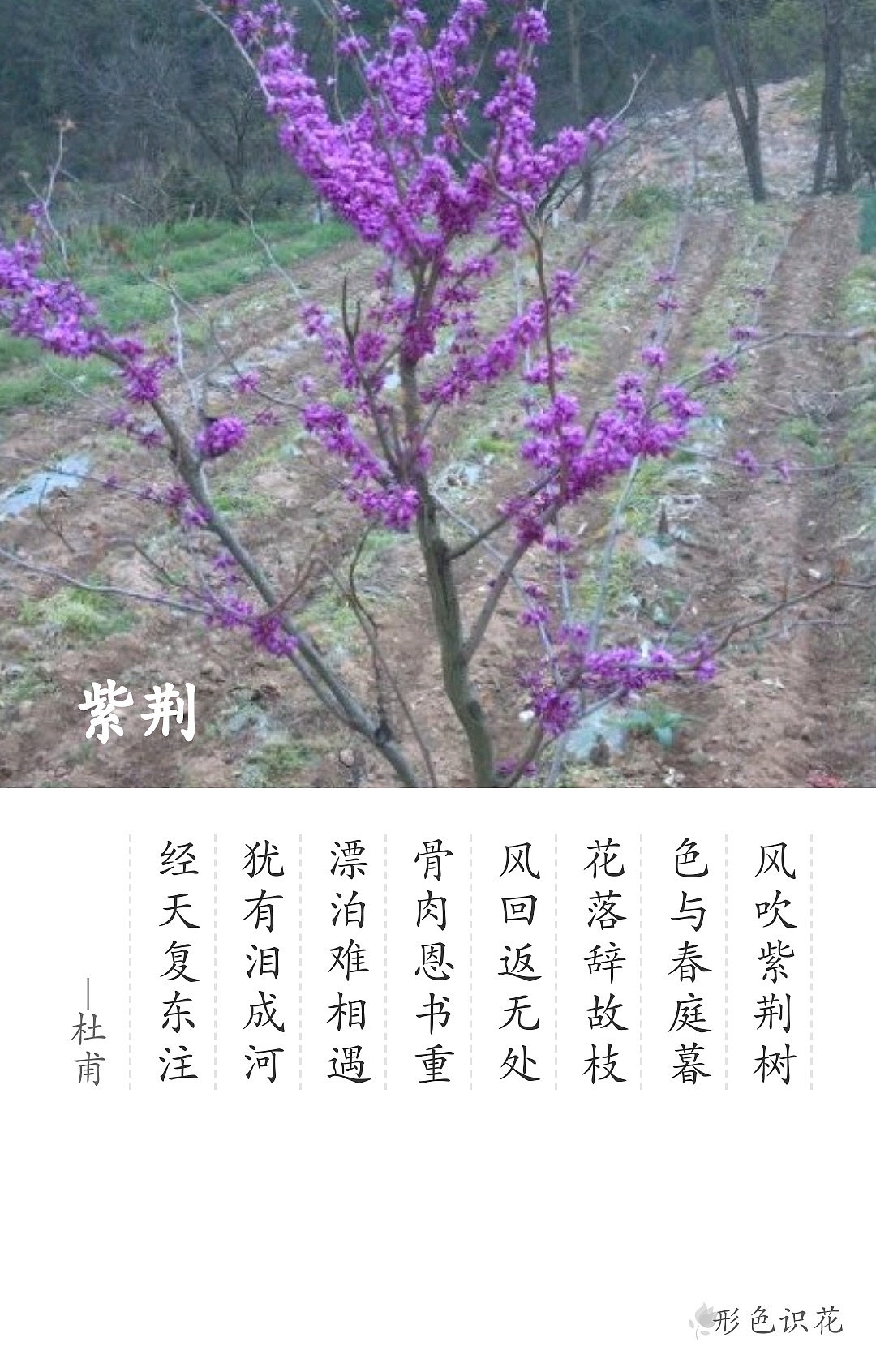 绿植花型一览（图ZMTM2MDM4NzI4） - 产品摄影 - 站酷设计师左I可原创素材 - 站酷ZCOOL