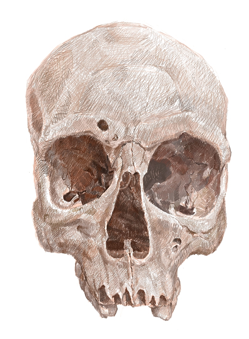 人頭插畫(huà)（圖ZMTQ0Mjk2NTEy） - 創(chuàng)作習(xí)作 - 站酷設(shè)計(jì)師緣泣腥蠛原創(chuàng)素材 - 站酷ZCOOL