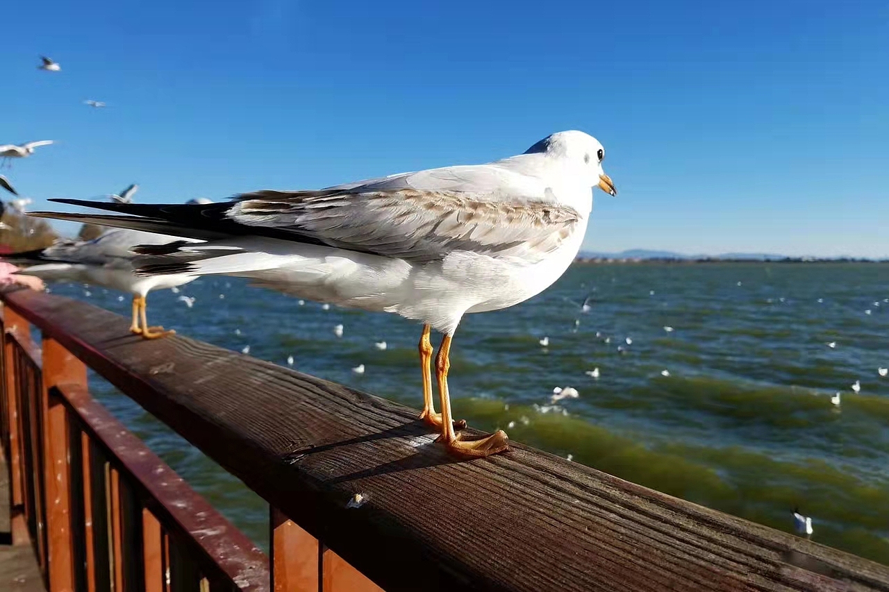 手机摄影（图ZMjkyODkzMTcy） - 人文/纪实摄影 - 站酷设计师C大猫原创素材 - 站酷ZCOOL