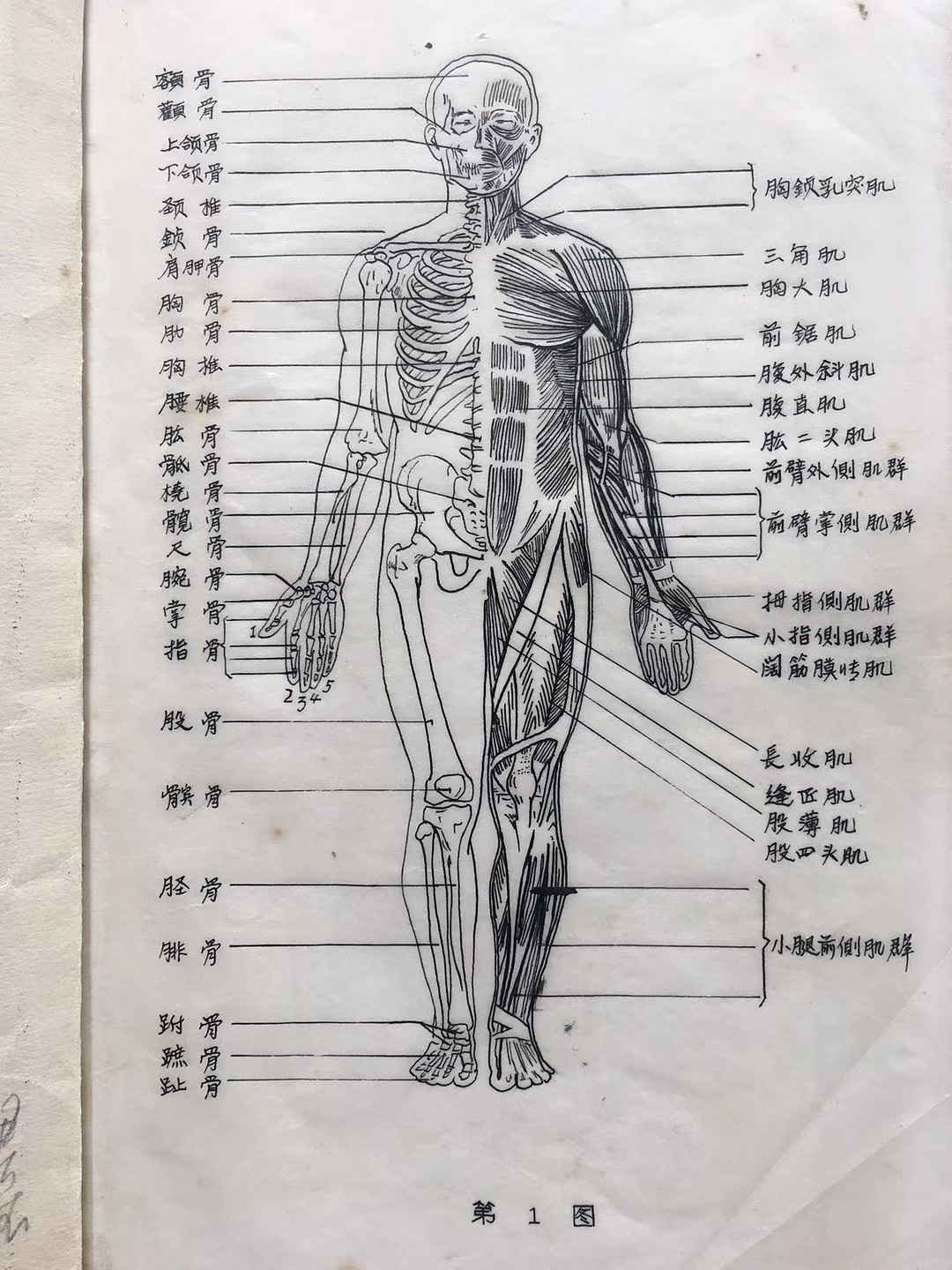 身体透视解剖图简笔画图片