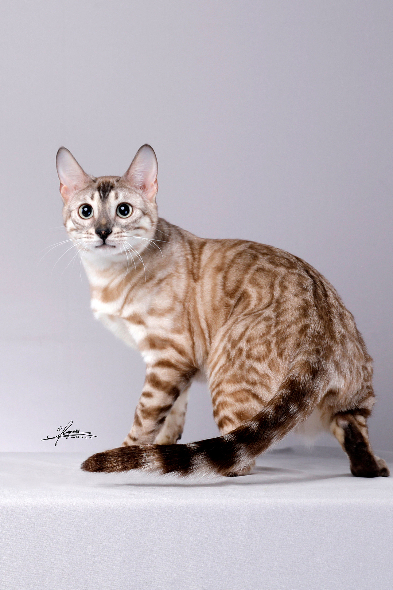 豹猫