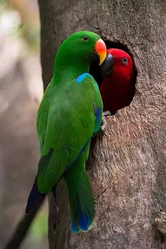 640_960竖版 竖屏