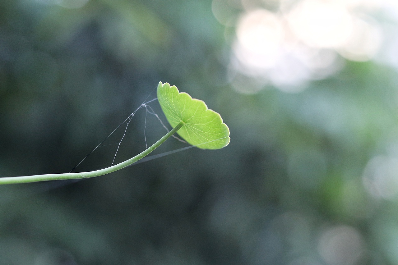 后院里的金钱草