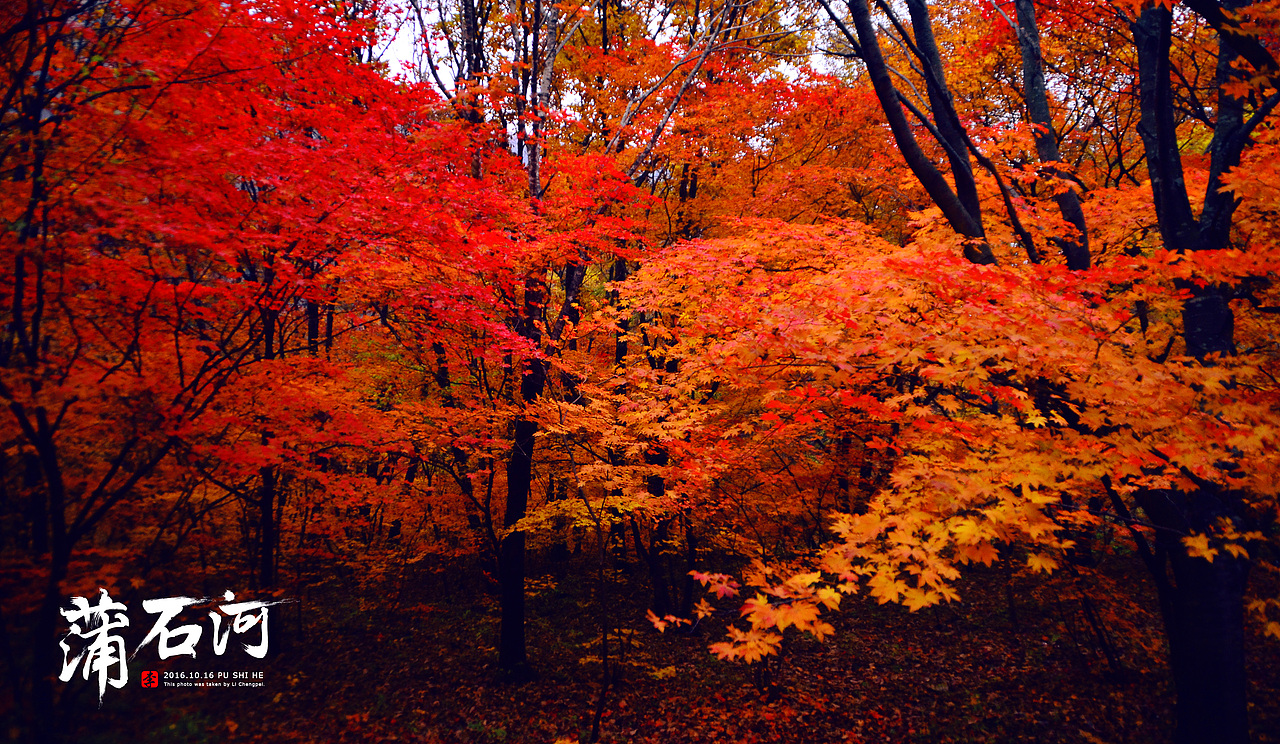 层林尽染、蒲石河（图ZNjEyMjcwNTY=） - 风光摄影 - 站酷设计师Lcp188原创素材 - 站酷ZCOOL